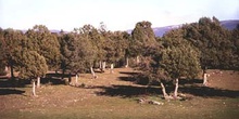 Sabina negral (Juniperus phoenica)