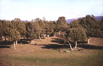 Sabina negral (Juniperus phoenica)