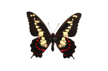 Euryades duponchelli (Sudamérica)