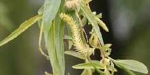 Sauce llorón - Flores (Salix babylonica)