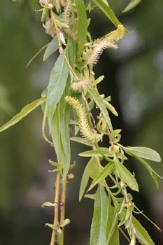 Sauce llorón - Flores (Salix babylonica)