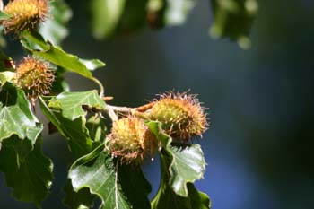 Haya - Fruto (Fagus silvatica)
