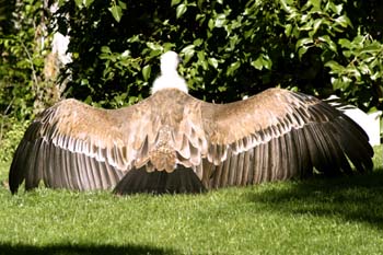 Buitre leonado (Gyps fulvus)
