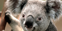 KOALA