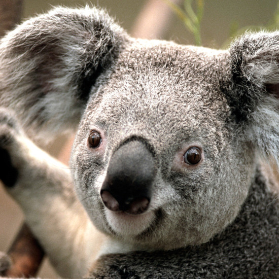 KOALA