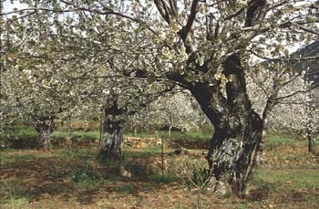 Cerezo - Porte (Prunus avium)