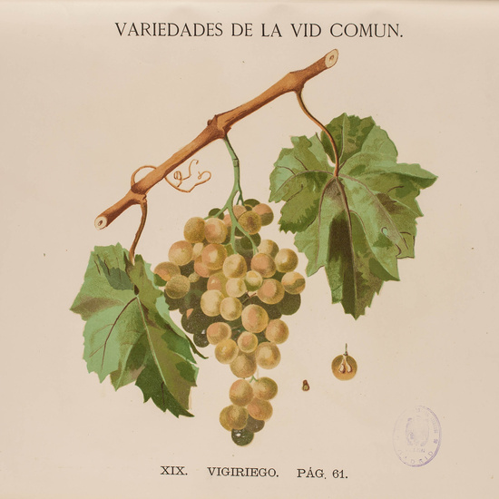 IES_CARDENALCISNEROS_BOTÁNICA_II_LÁMINAS_088