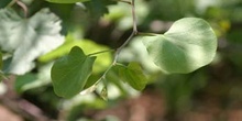 árbol del amor - Hoja (Cercis siliquastrum)