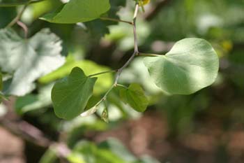 árbol del amor - Hoja (Cercis siliquastrum)