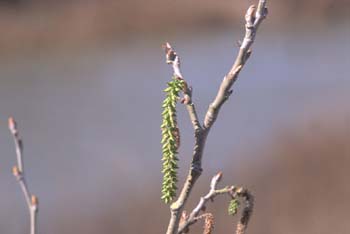álamo blanco - Flor fem. (Populus alba)