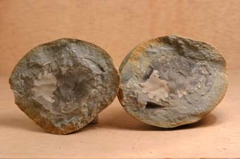 Portunites araucanus (Crustáceo) Oligoceno