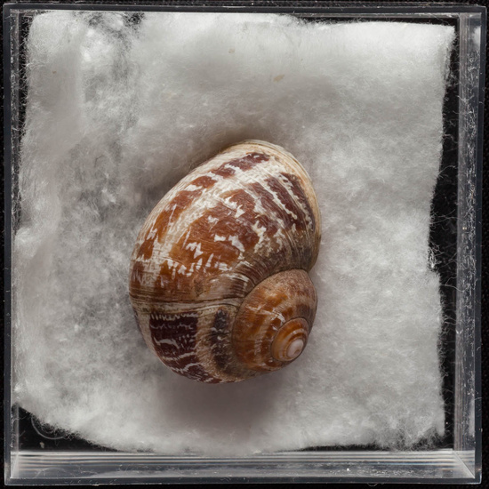 IES_ISABELLACATOLICA_BIOLOGIA_351