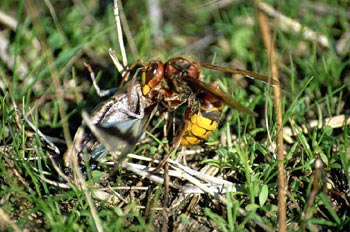 Avispón (Vespa crabro)