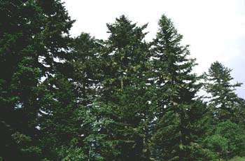 Abeto blanco - Porte (Abies alba)