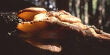 Pleurotus