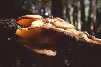 Pleurotus