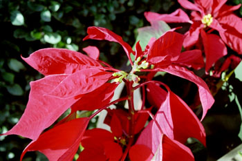 Flor de Pascua