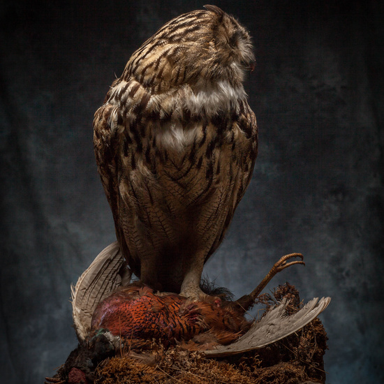 IES_SANISIDRO_MUSEO_Aves_200