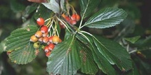 Mostajo (Sorbus aria)