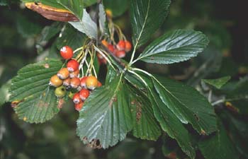 Mostajo (Sorbus aria)