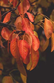 Manzano rojo (Malus x purpurea)