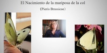 Nacimiento de la mariposa brassicae.