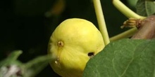 Higuera - Frutos (Ficus carica)