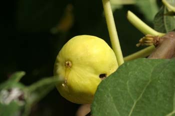 Higuera - Frutos (Ficus carica)