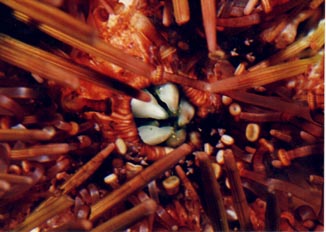 Erizo dientes (linterna de Aristoteles)