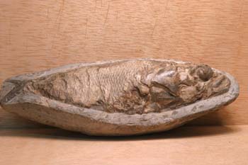 Racolepis sp. (Pez) Cretácico