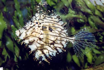 Pez lima (Chaetodermis penicillius)