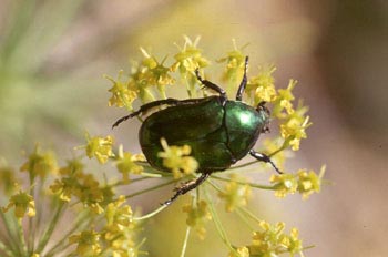 Eupotosia affinis