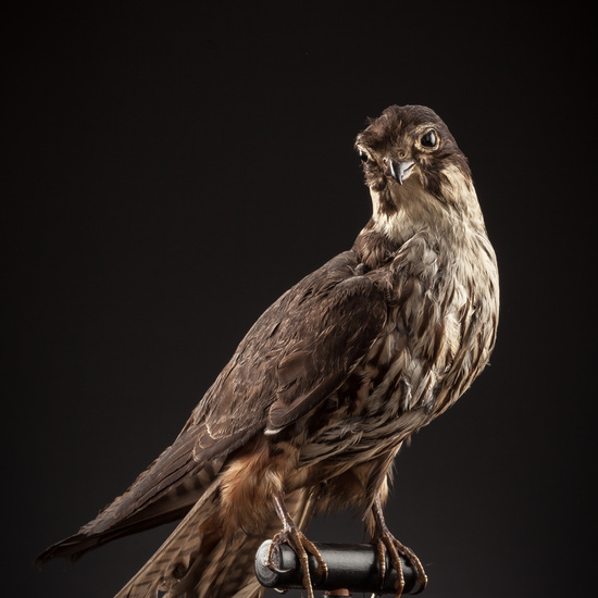 IES_SANISIDRO_BIOLOGIA_115