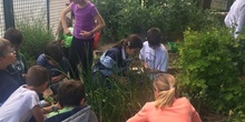 2019_05_Los alumnos de 4º en el Huerto_CEIP FDLR_Las Rozas 7