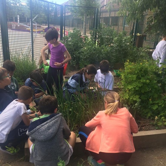 2019_05_Los alumnos de 4º en el Huerto_CEIP FDLR_Las Rozas 7