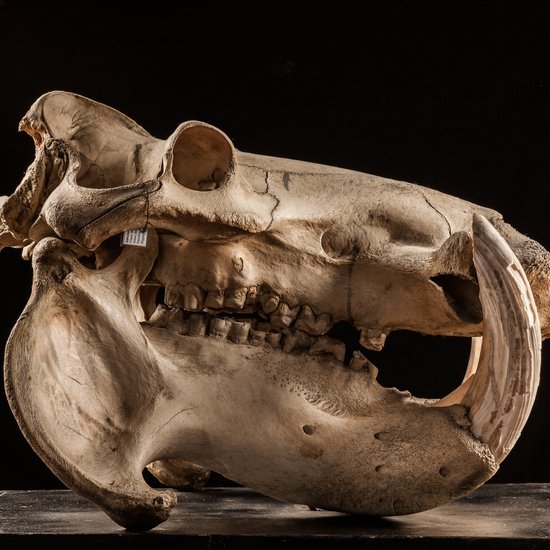 IES_CERVANTES_BIOLOGIA_068