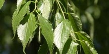 Almez - Hojas/Frutos (Celtis australis)