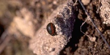 Crysomela sanguinolenta