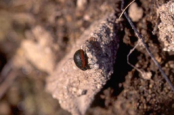 Crysomela sanguinolenta