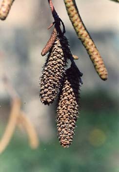 Abedul - Frutos (Betula pubescens)