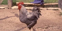 Gallo doméstico (Gallus gallus)