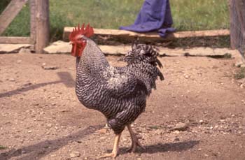 Gallo doméstico (Gallus gallus)