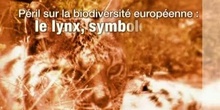 Péril sur la biodiversité européenne: le lynx, symbole et défi