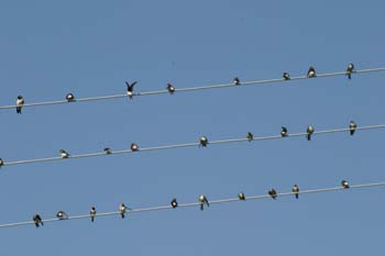 Avión común (Delichon urbica)