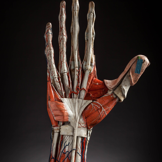 IES_CARDENALCISNEROS_ANATOMIA_MODELOS_025