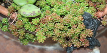 31. Sedum - Sara - Familias TORREMOCHA