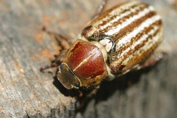 Escarabajo sanjuanero rayado (Anoxia australis)