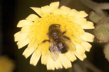 Abeja (Himenóptero sp.)