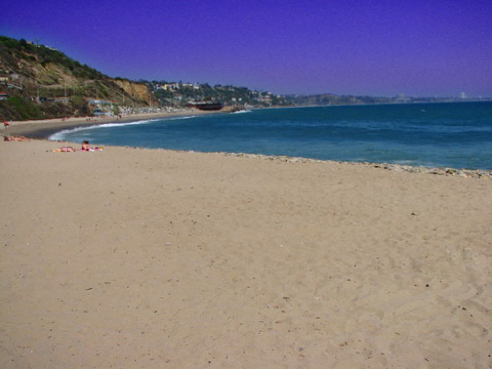 Animales en la playa.