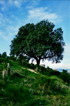 árbol frondoso